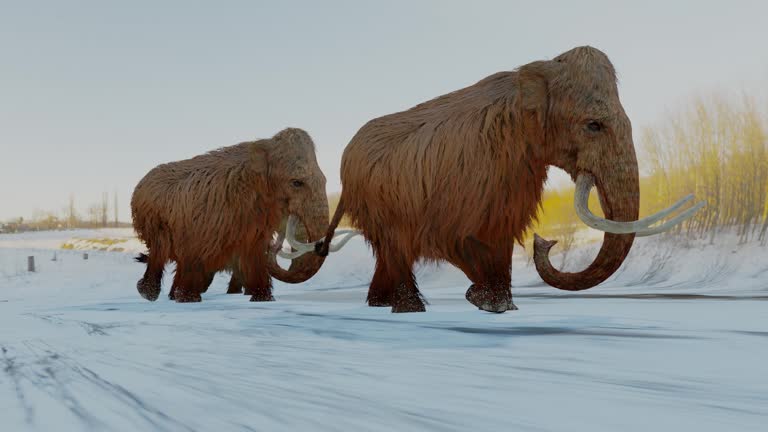 mammut